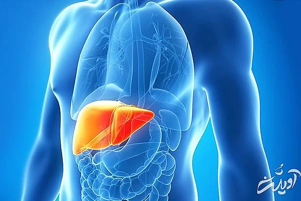 خرمالو برای کبد مفید است 